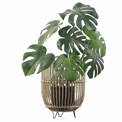 Plants collection 054 - Monstera 04 — Вид 4
