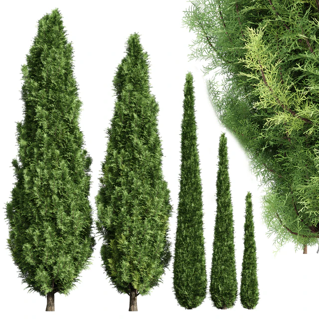 Cypress-5 trees — Descargar