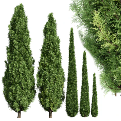 Cypress-5 trees — Ver 1