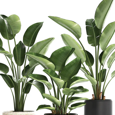 Plant Collection 445. banana palm, basket, rattan, bush, strelitzia, strelitzia, interior, office plants — Ver 2