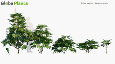 fatsia japonica — download