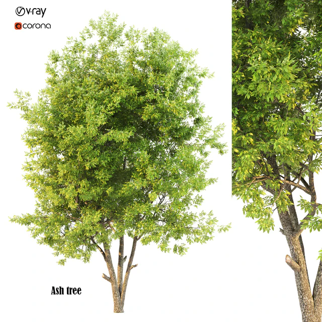 ash tree02 — Descargar