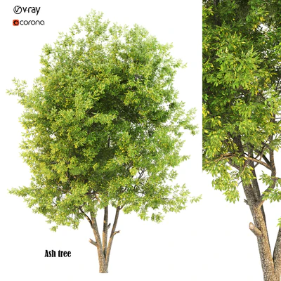 ash tree02 — Ver 1