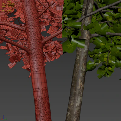 Платан / Sycamore / Platanus #8 — Вид 5