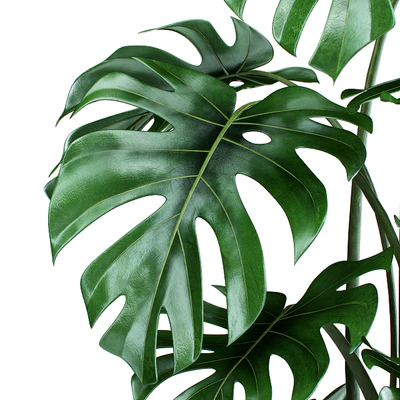 Monstera in tissue pots — Ver 3
