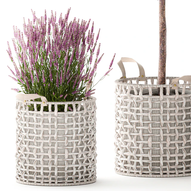 A collection of plants in modern wicker white baskets pots with a small ficus Ali tree, flowers and lavender bushes. Set 1358. — Descargar