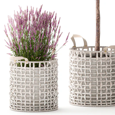 A collection of plants in modern wicker white baskets pots with a small ficus Ali tree, flowers and lavender bushes. Set 1358. — Ver 7