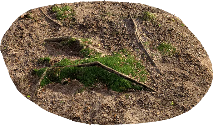 mossy forest roots 006 — Descargar