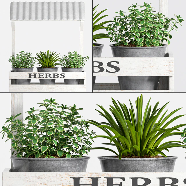 Herbs Plant -23 — Descargar