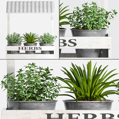Herbs Plant -23 — Ver 1