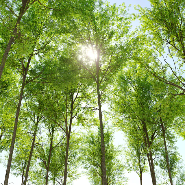 European beech — Скачать