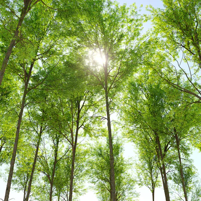 European beech — Вид 4