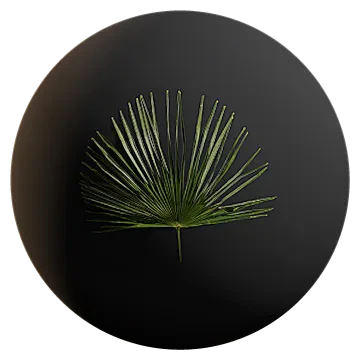 huge cabbage palm leaf 001 — Descargar