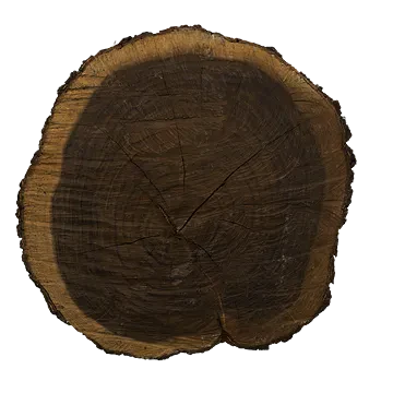 tree trunk 009 — Скачать