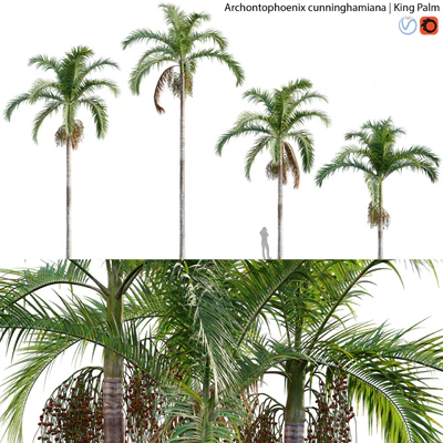 Archontophoenix cunninghamiana - King Palm - 01 — Ver 1