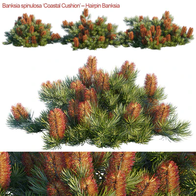 Banksia spinulosa | Coastal Cushion | Hairpin banksia — Ver 1