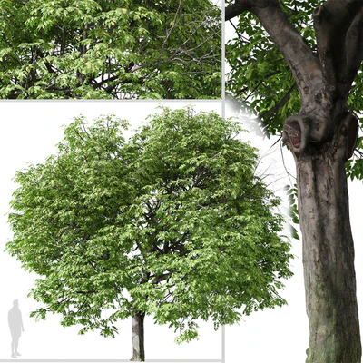 Set of Butternut Tree ( Juglans cinerea ) ( 2 Trees ) — Вид 5