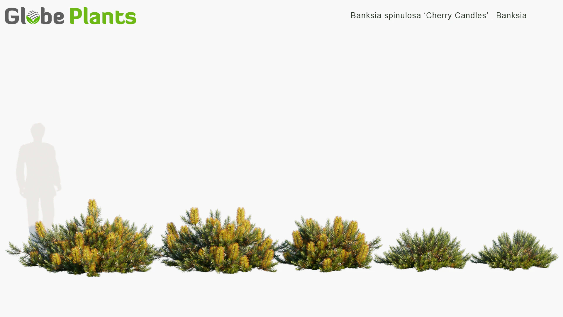 banksia spinulosa cherry candles — Download