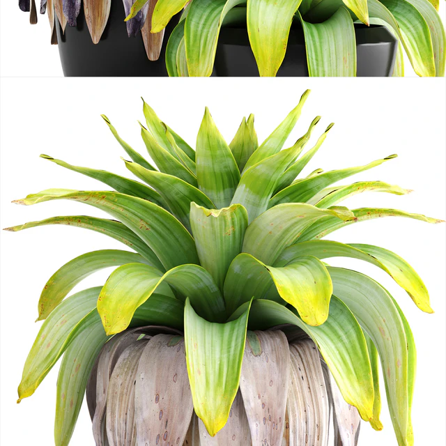 Коллекция растений 144.Tropical plant, бромелия, горшок, черный вазон, куст, тропическое, экзотическое растение — Скачать