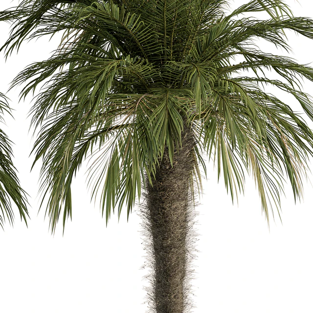 Big palm Date Tree Fluff Bark - Tree Set 87 — Скачать