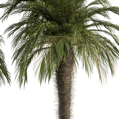 Big palm Date Tree Fluff Bark - Tree Set 87 — Вид 3