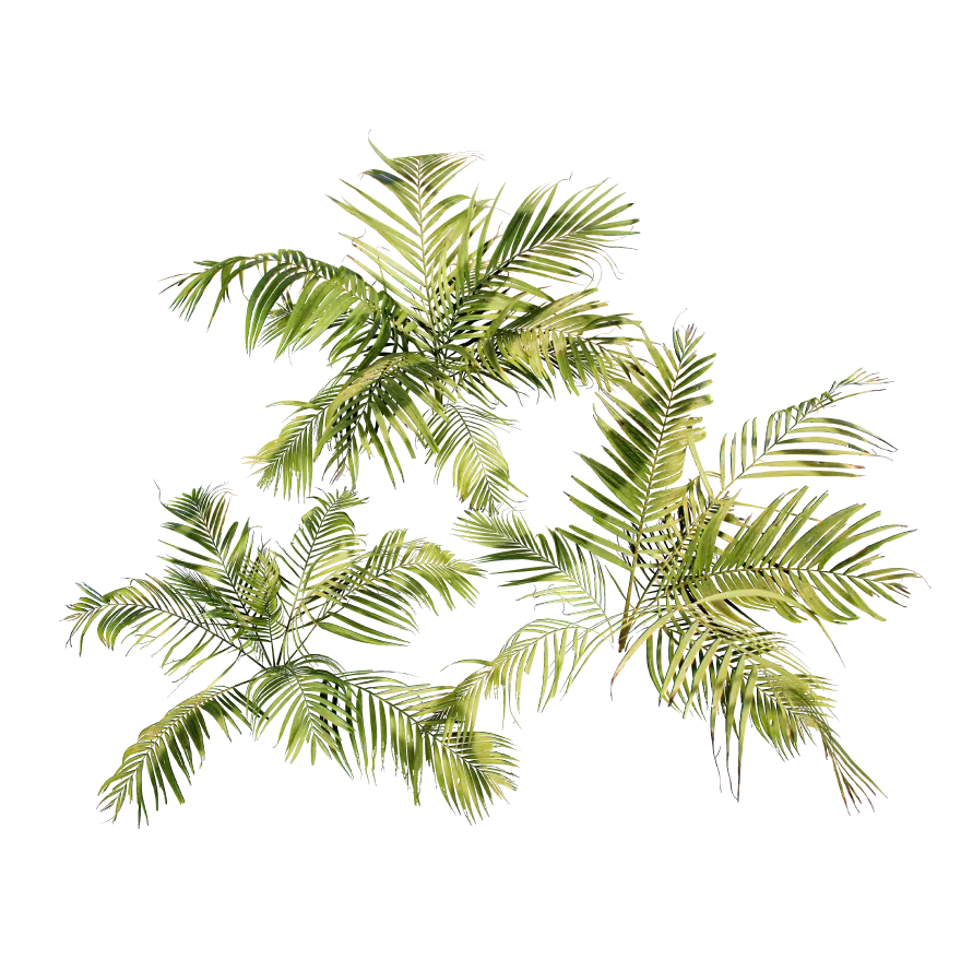 tropical palm 001 — Скачать