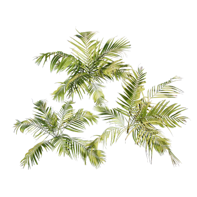 tropical palm 001 — Скачать