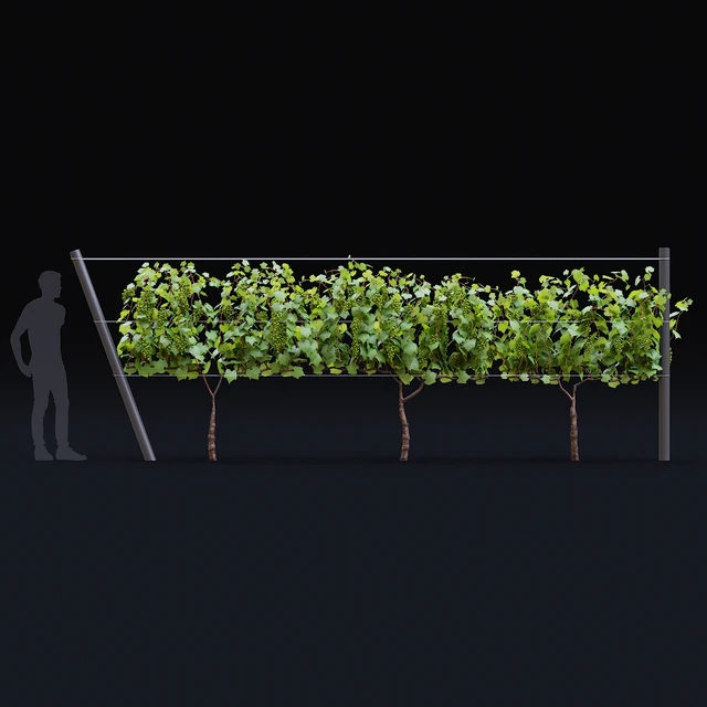 Виноград культурный | Vitis vinifera — Скачать