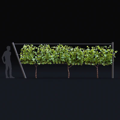 Виноград культурный | Vitis vinifera — Вид 5