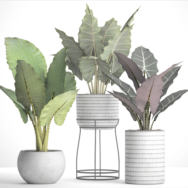 Collection of plants in pots 33. alocasia, concrete pot, flowerpot, small plants, flowers, flower stand, exotic — Descargar