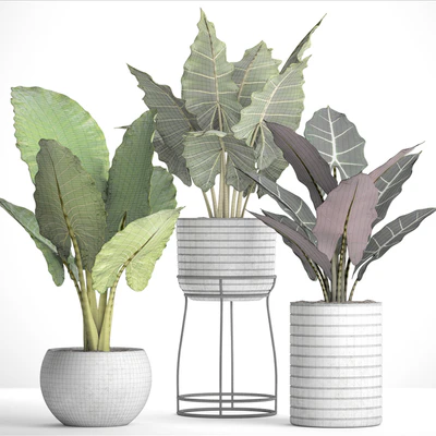 Collection of plants in pots 33. alocasia, concrete pot, flowerpot, small plants, flowers, flower stand, exotic — Ver 3