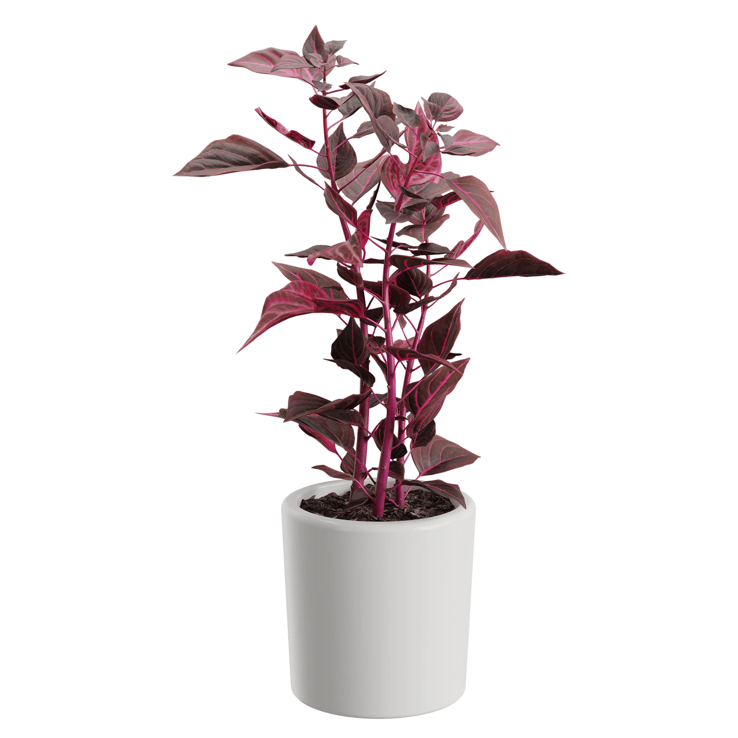 plant bloodleaf — Скачать