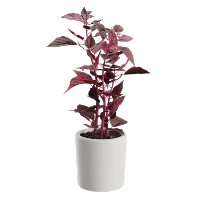 plant bloodleaf — Скачать