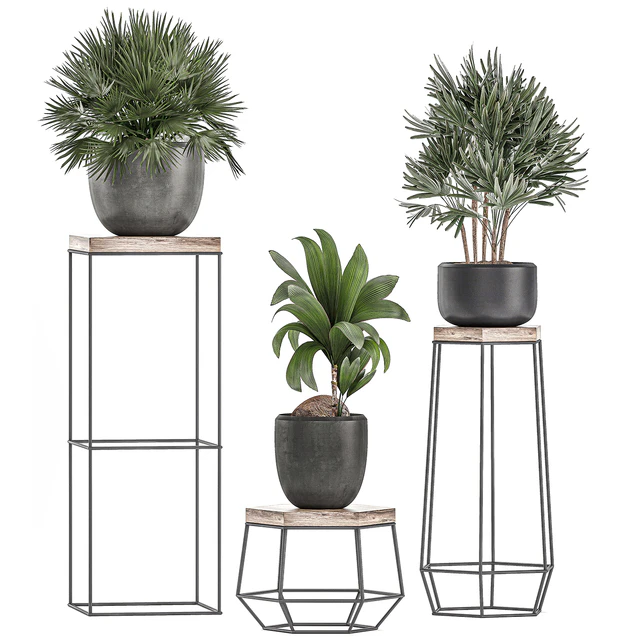 A collection of small plants in pots on stand tables with dracaena, rapeseed, palm, fan, coconut nutsifera. Set 525. — Descargar
