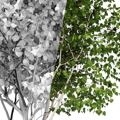Betula pendula multi stem V03 — Вид 2