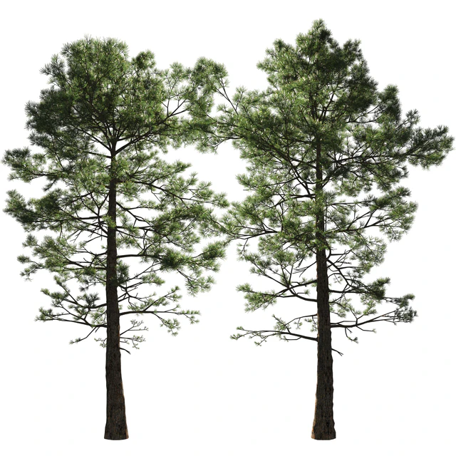 Сосна | Pinus #002 (16.5m) — Скачать
