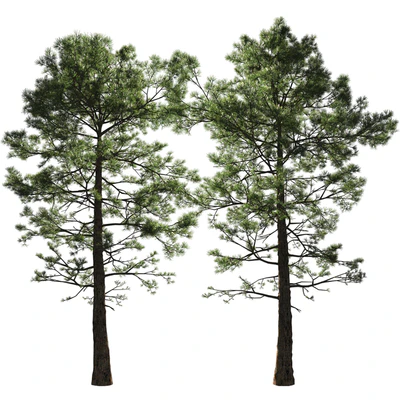 Сосна | Pinus #002 (16.5m) — Вид 3
