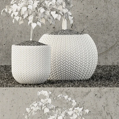 Plants collection 62 — Вид 2