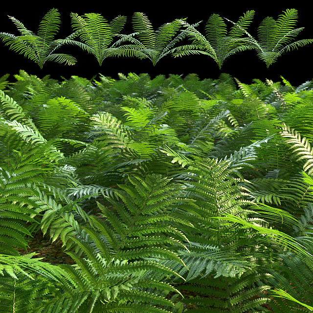 Set of ferns — Descargar
