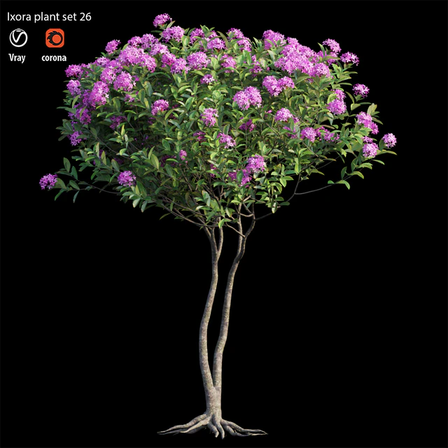 Ixora plant set 26 — Descargar