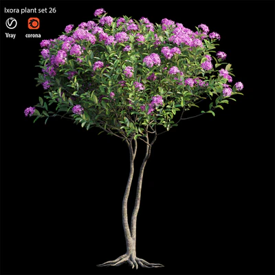 Ixora plant set 26 — Ver 5
