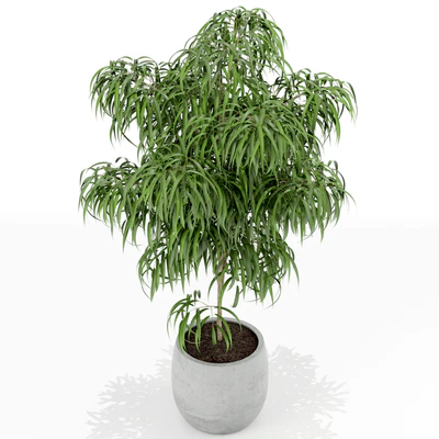 Plants collection 154 — View 3