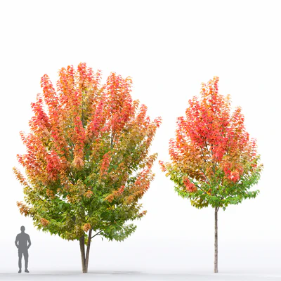 Acer — Ver 7