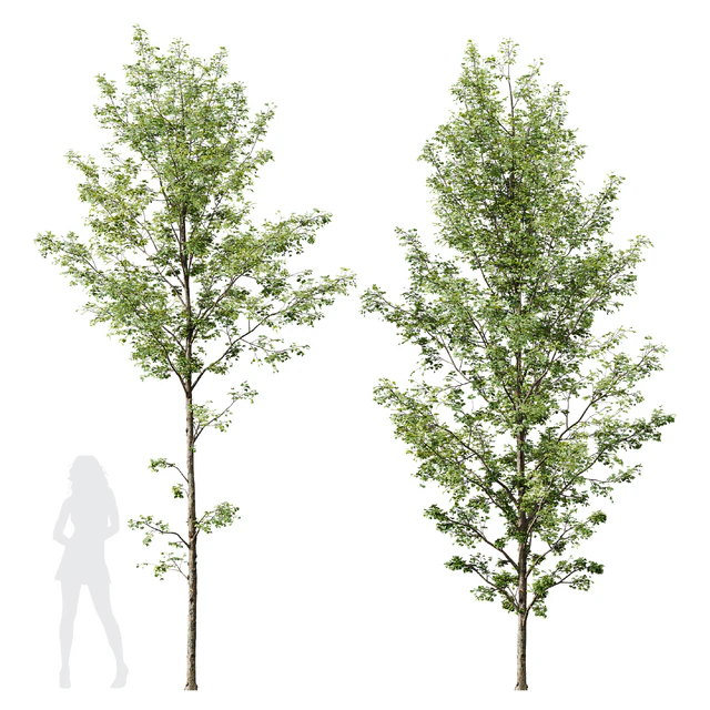 HQ Plants Alnus Glutinosa03 — Descargar