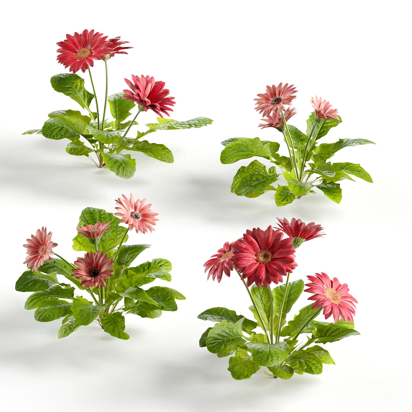 flowers and weeds 003 — Descargar
