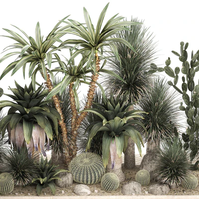 Collection of desert plants from cacti, Yucca and prickly pear, carnegie, Dracaena thickets, botanical garden. 1108. — Ver 5