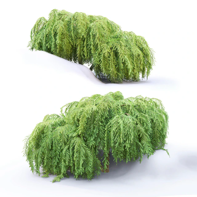 Tsuga canadian dangling | Tsuga canadensis pendula # 1 — Descargar