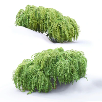 Tsuga canadian dangling | Tsuga canadensis pendula # 1 — Ver 3