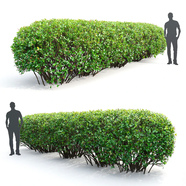 Cotoneaster lucidus hedge #2 — Descargar
