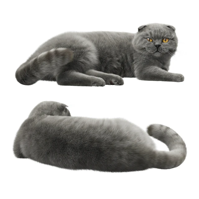 CAT 7 Corona — Скачать